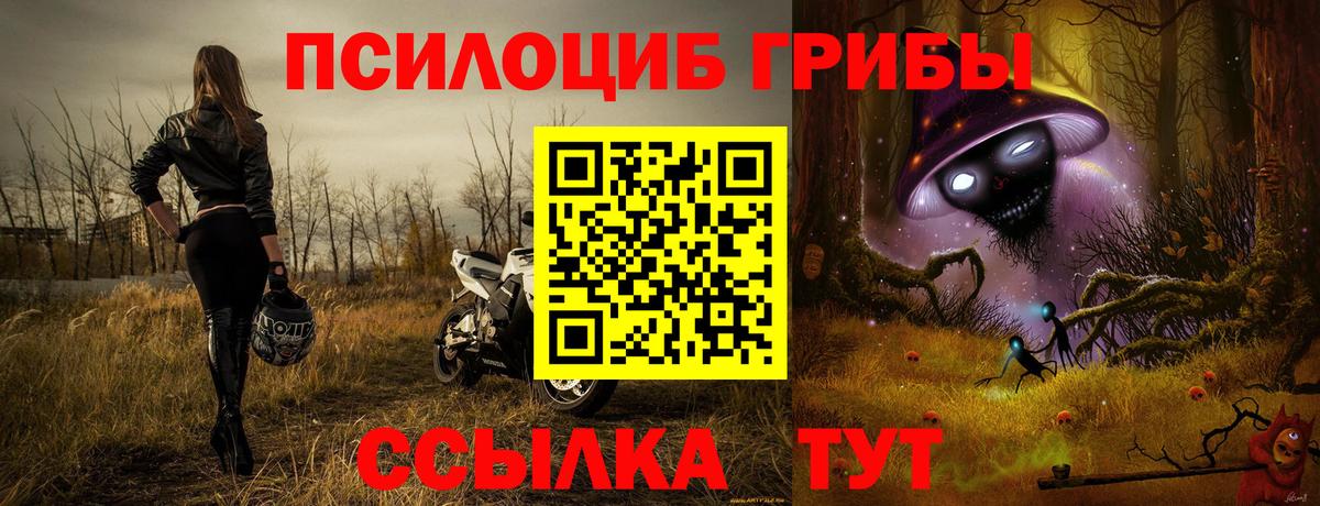 Псилоцибиновые грибы Psilocybe Губкинский